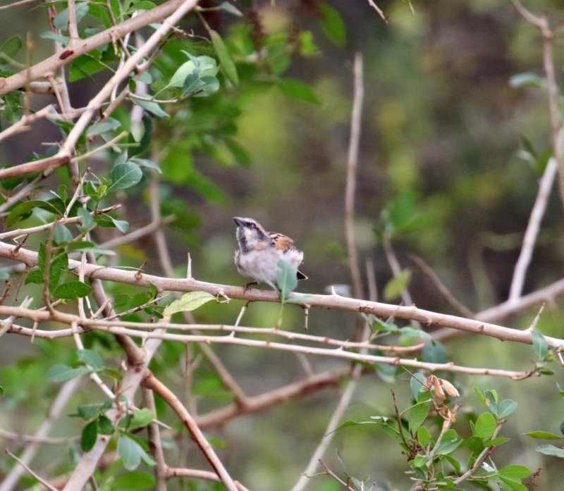 Shelleys Sparrow_8492.jpg