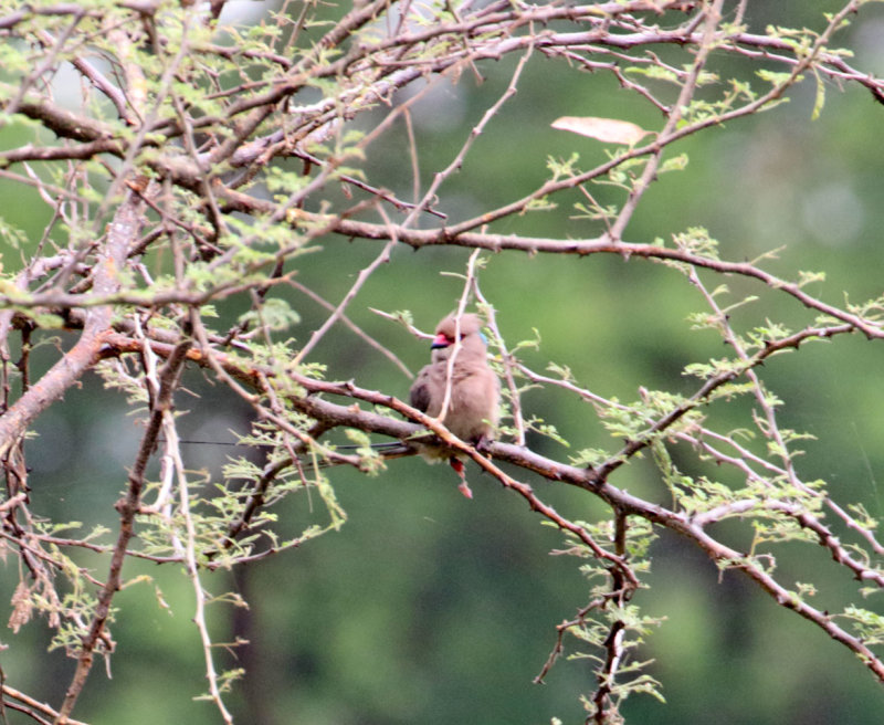 Blue-naped Mousebird_6653.jpg