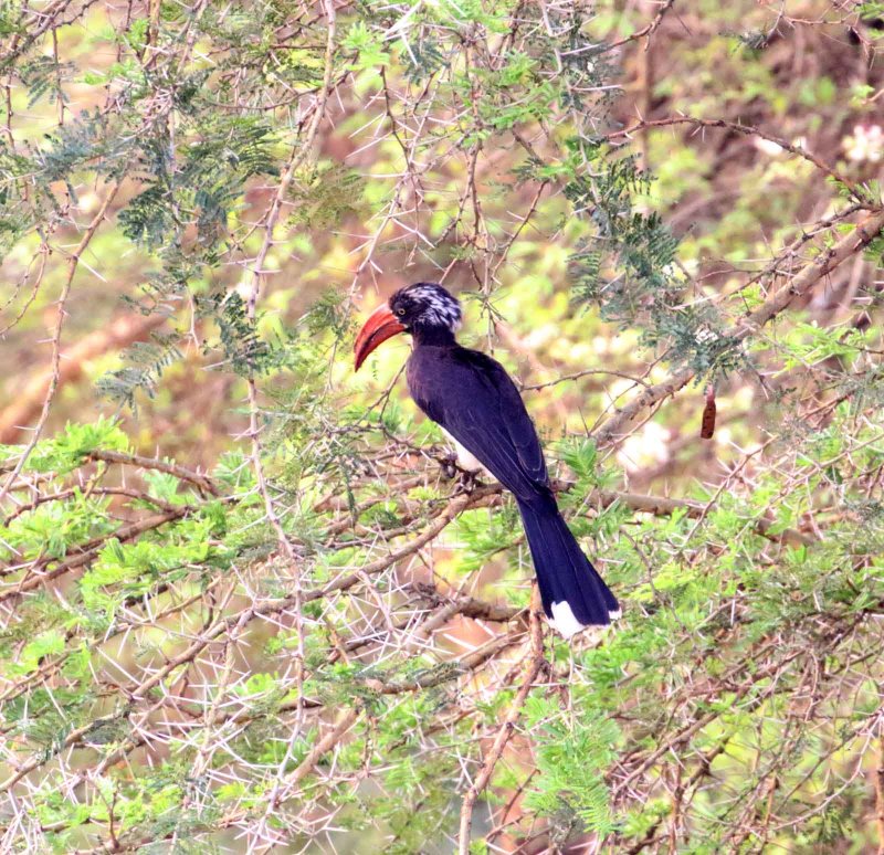 Crowned Hornbill_9325.jpg