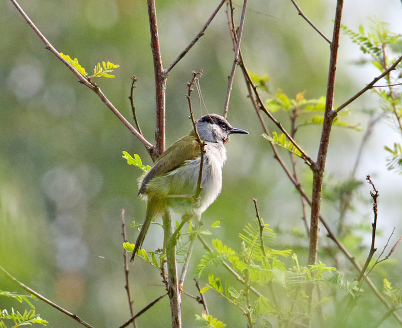 Gray-capped Warbler_0113.jpg