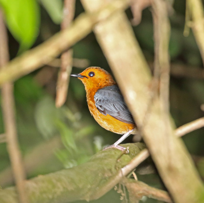 Red-capped Robin-Chat_9321.jpg