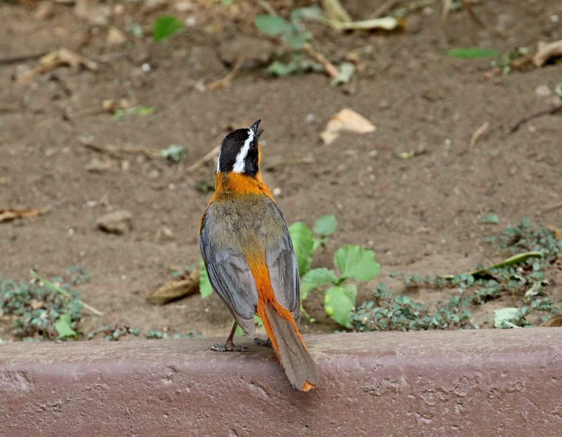 White-browed Robin-Chat_0345.jpg