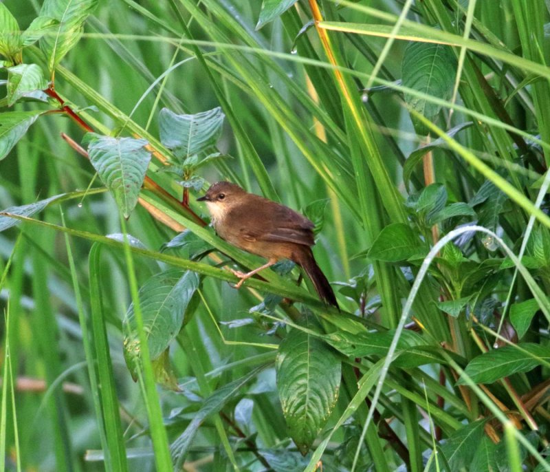 Little Rush Warbler_9801.jpg
