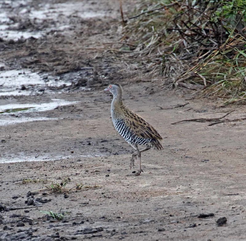African Crake_0900.jpg
