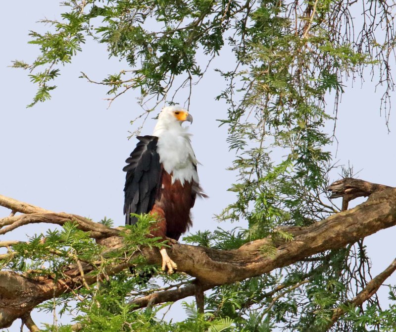African Fish Eagle_1726.jpg