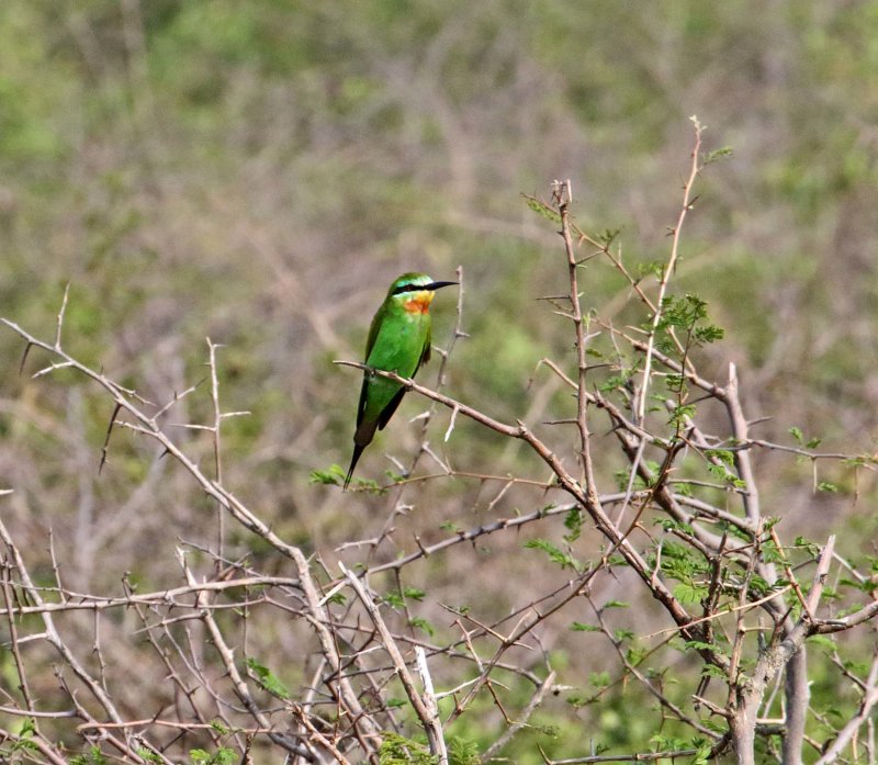 Blue-cheeked Bee-eater_1915.jpg