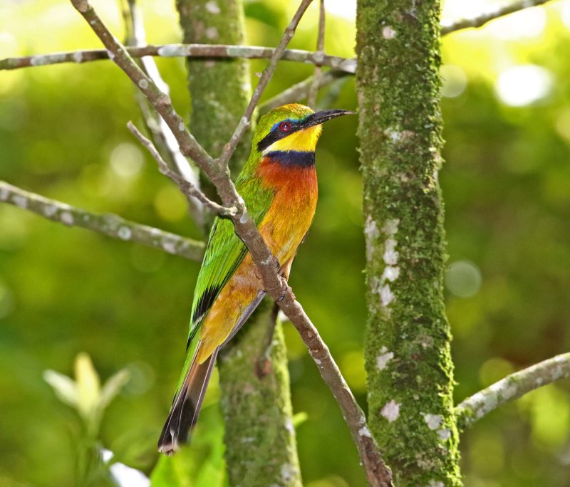 Cinnamon-chested Bee-eater_2740.jpg