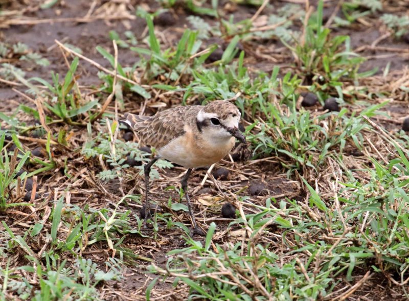 Kittlitzs Plover_1152.jpg