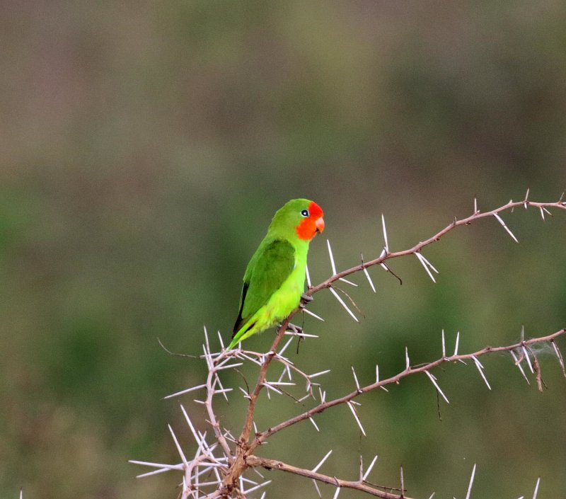 Red-headed Lovebird_1990.jpg