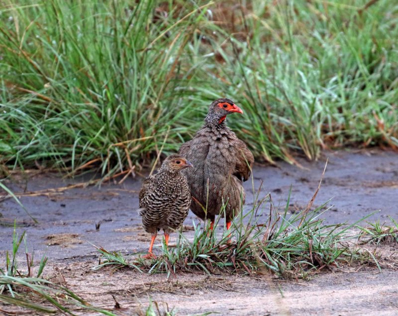 Red-necked Spurfowl_0696.jpg