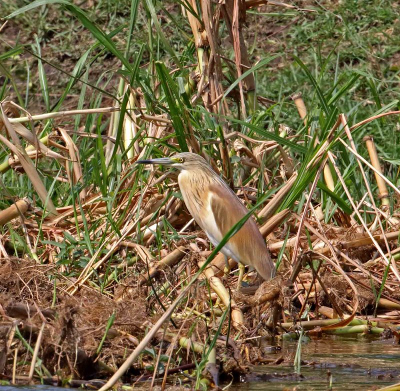 Squacco Heron_1716.jpg