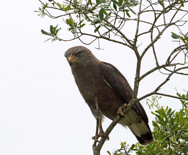 Western Banded Snake-Eagle_2186.jpg