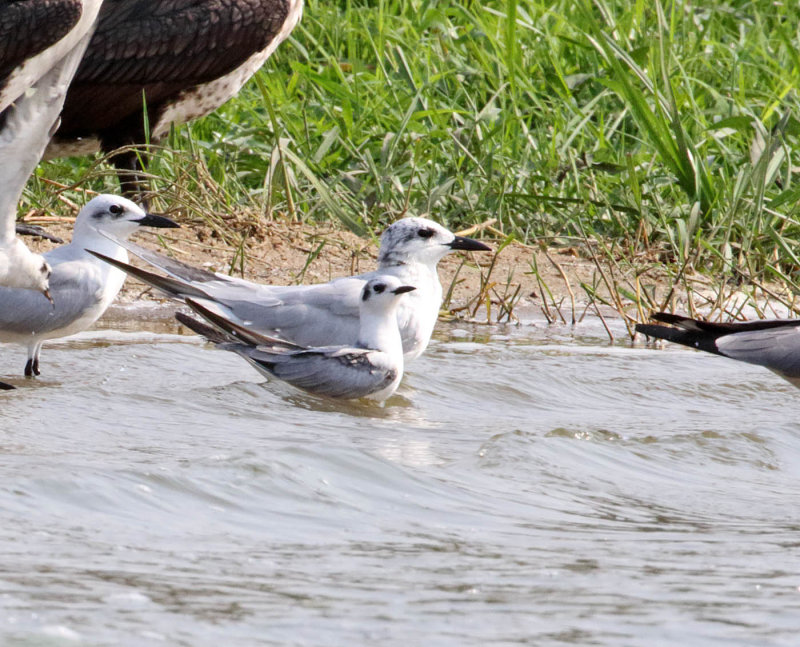 White-winged Tern_1837.jpg