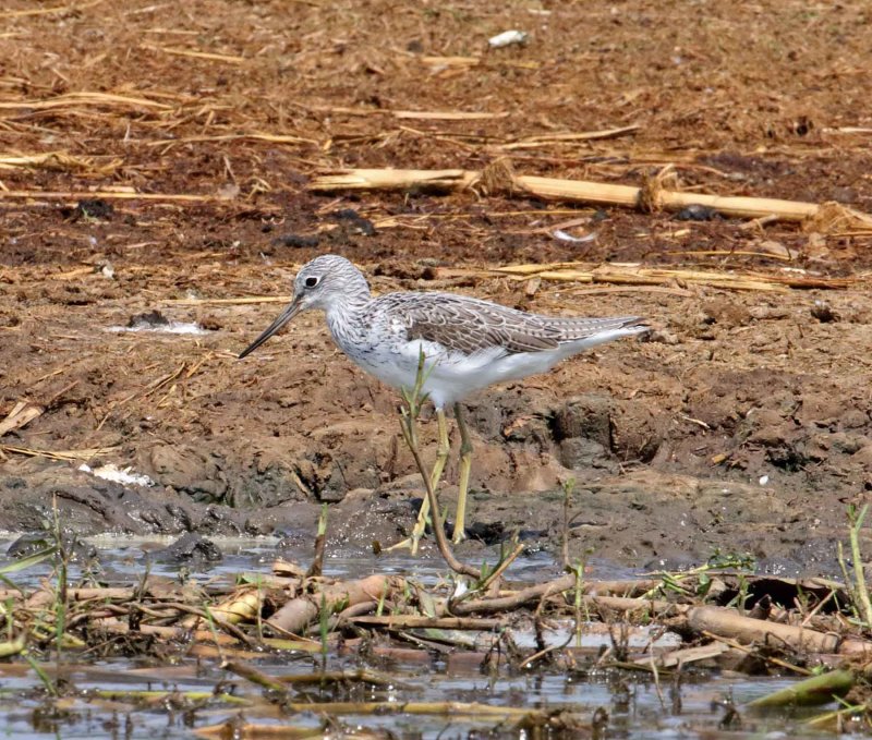 Common Greenshank_1624.jpg