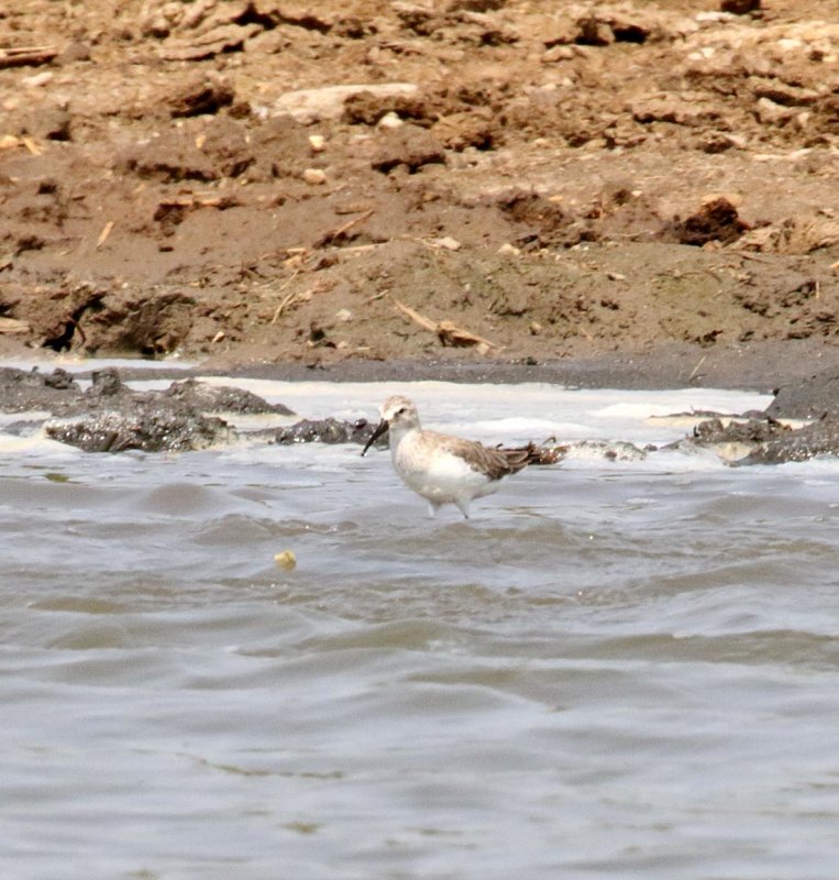 Curlew Sandpiper_1649.jpg