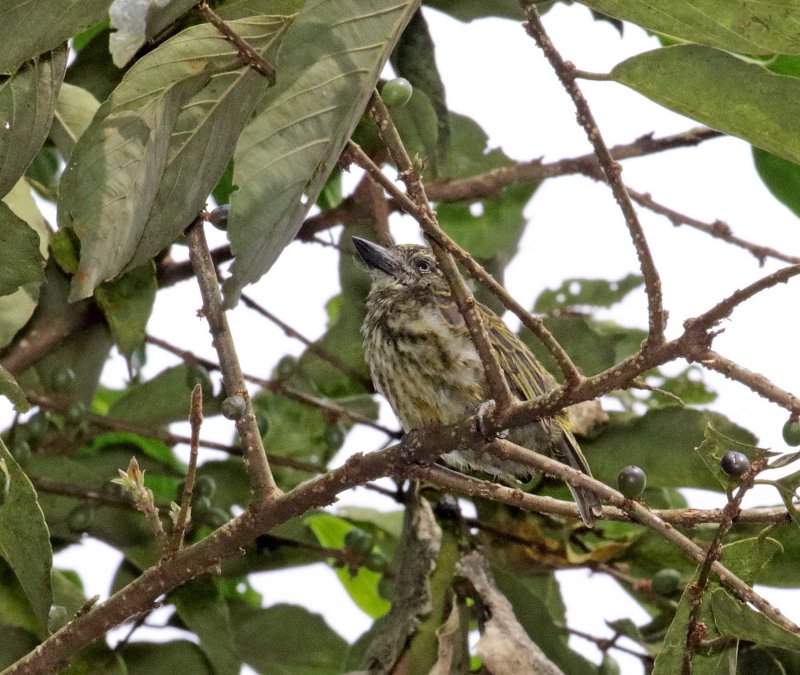 Speckled Tinkerbird_2808.jpg