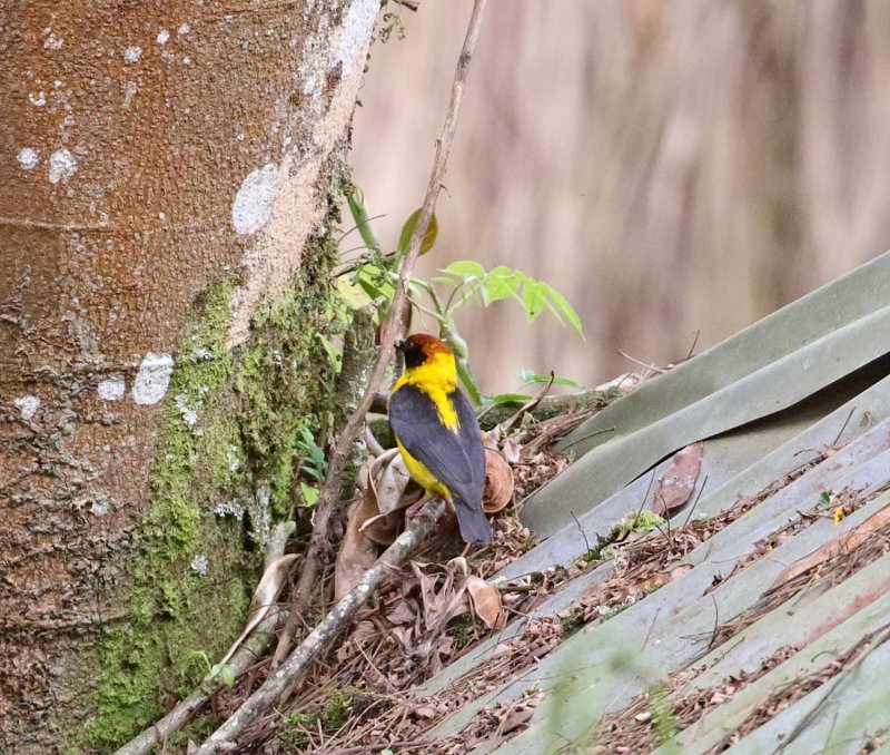 Brown-capped Weaver_2768.jpg