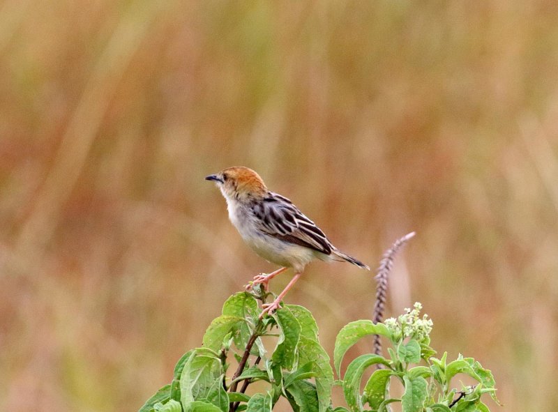Carruthers Cisticola_0925.jpg