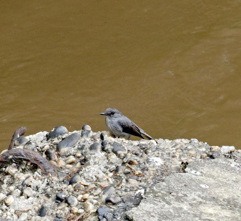 Cassins Flycatcher_2176.jpg