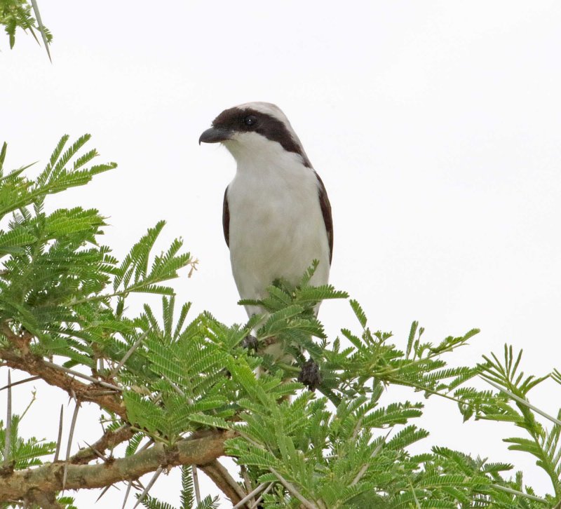 Gray-backed Fiscal_2164.jpg