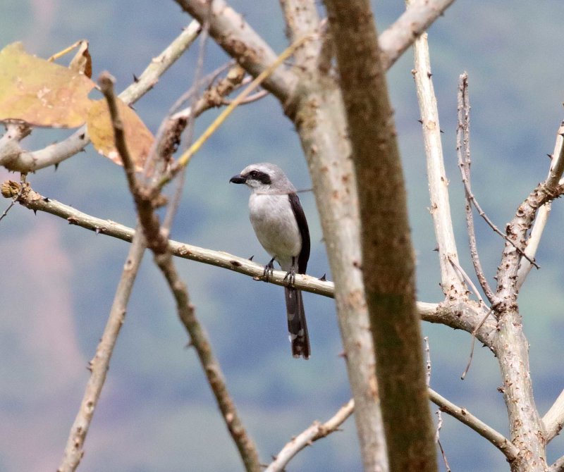 Mackinnons Shrike_2718.jpg