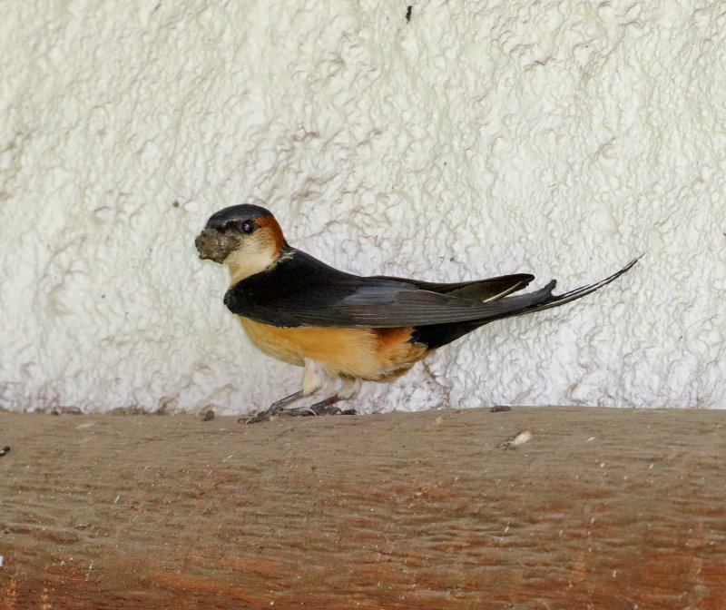 Mosque Swallow_1571.jpg