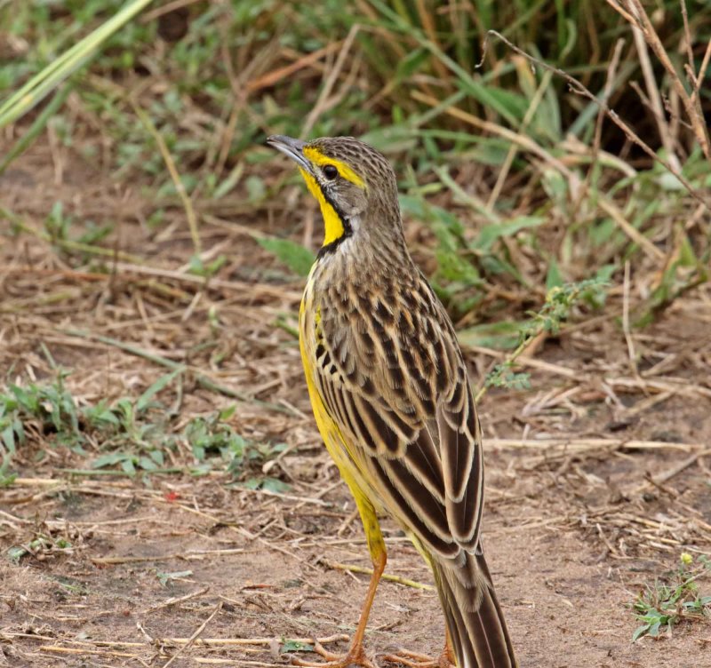 Yellow-throated Longclaw_1333.jpg
