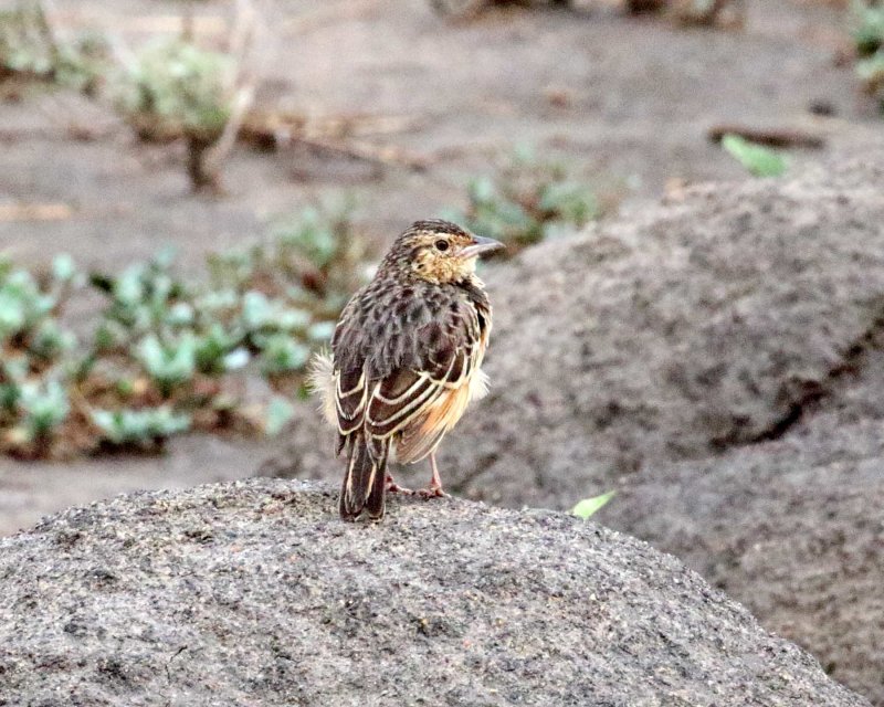 White-tailed Lark_0833.jpg