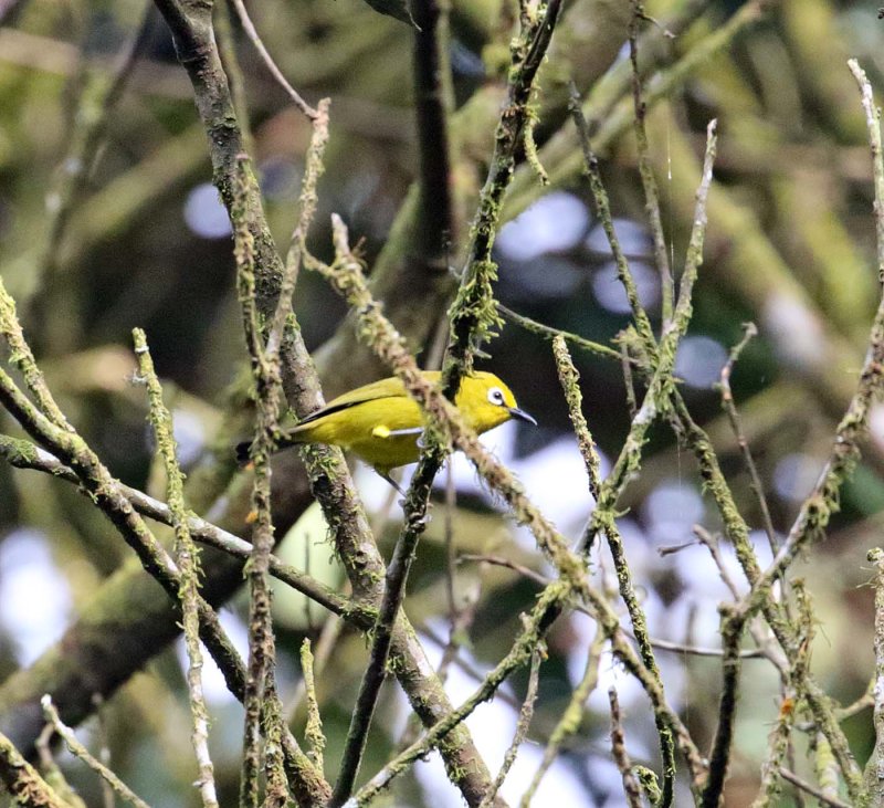 Northern Yellow White-eye_2887.jpg