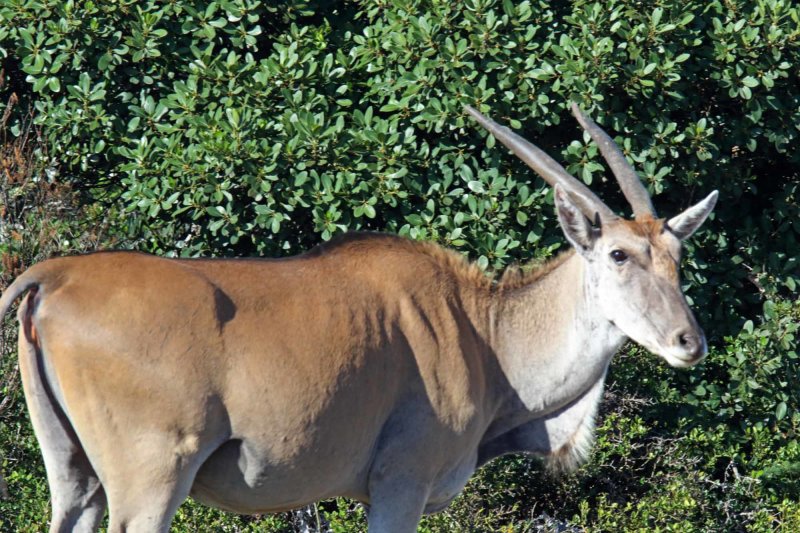 Common Eland_3513.jpg
