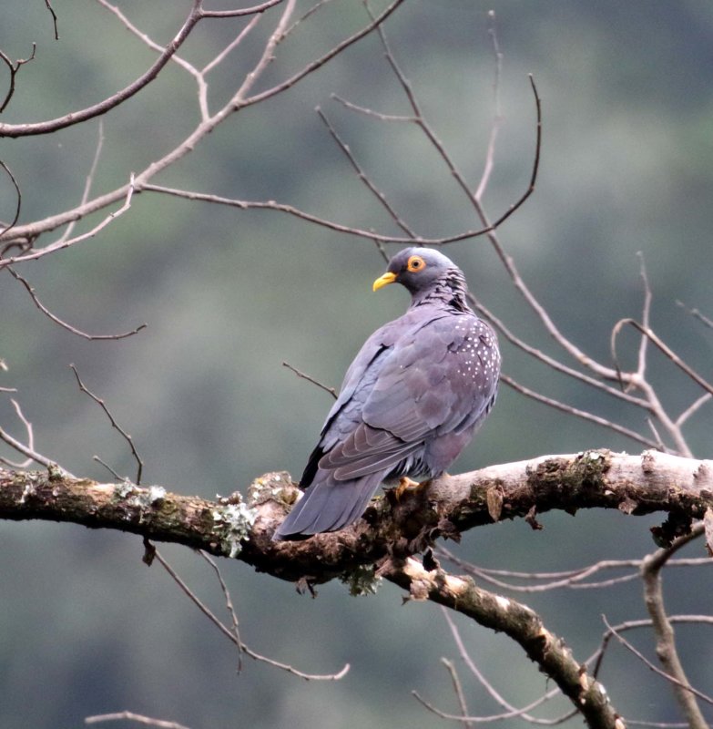 African Olive Pigeon_3091.jpg