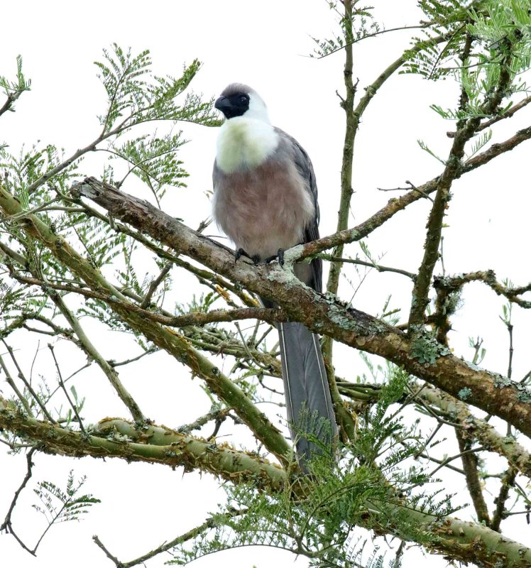 Bare-faced Go-away-bird_4917.jpg