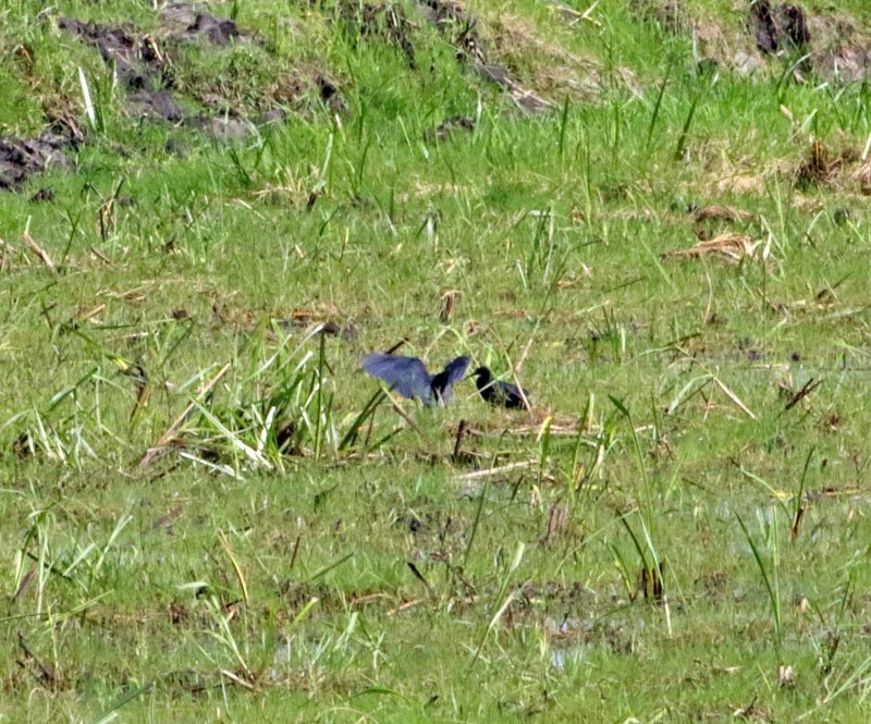 Black Heron_5429.jpg