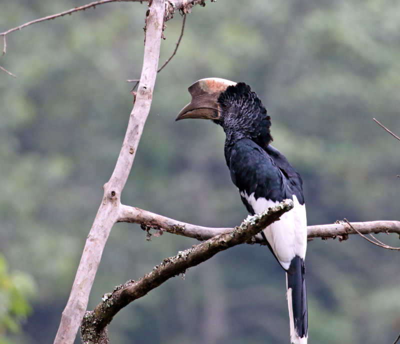 Black-and-white-casqued Hornbill_3087.jpg