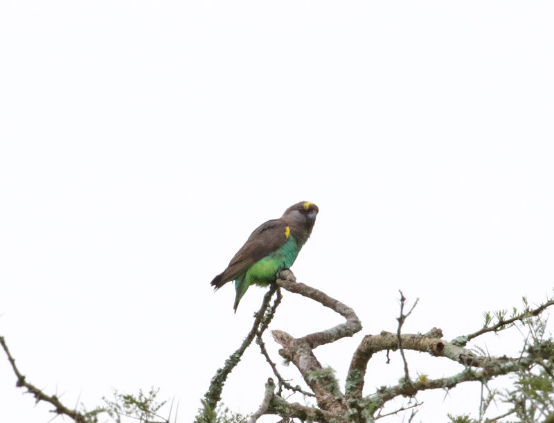 Meyers Parrot_4990.jpg