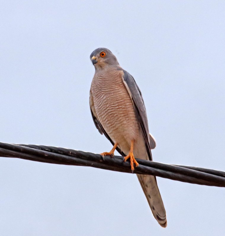Shikra - female_4502.jpg