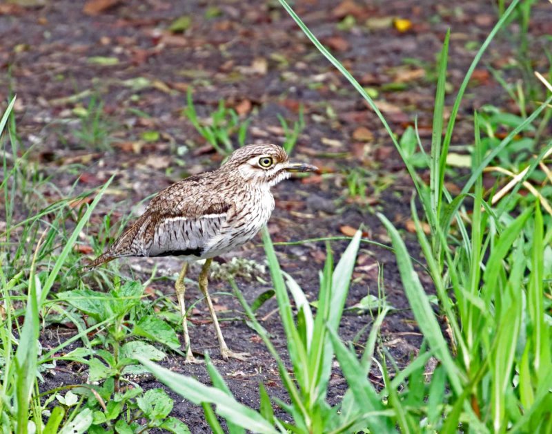Water Thick-knee_5062.jpg