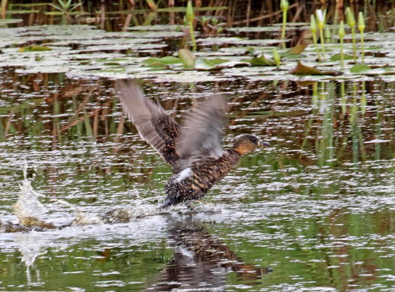 White-backed Duck_4570.jpg
