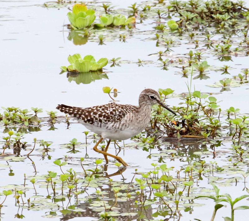 Wood Sandpiper_5139.jpg