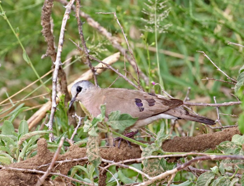 Black-billed Wood-Dove_7288.jpg