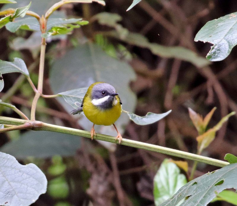 Black-throated Apalis - female_3325.jpg
