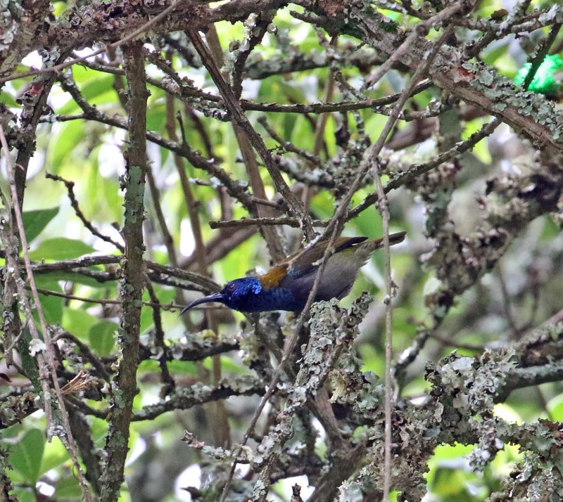 Blue-headed Sunbird_3487.jpg