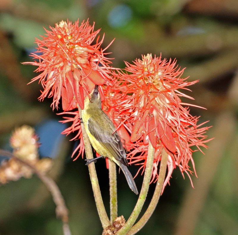 Bronze Sunbird - female_4089.jpg