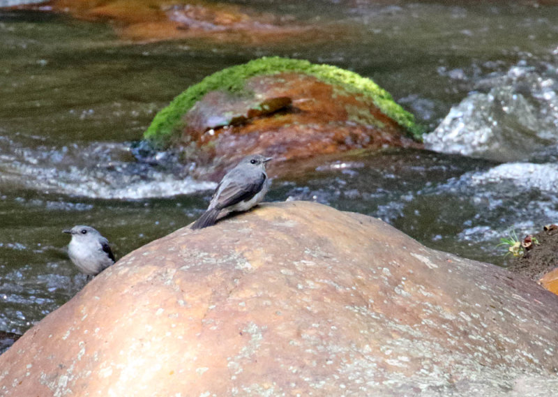 Cassins Flycatcher_3886.jpg