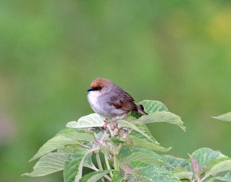 Chubbs Cisticola_3066.jpg