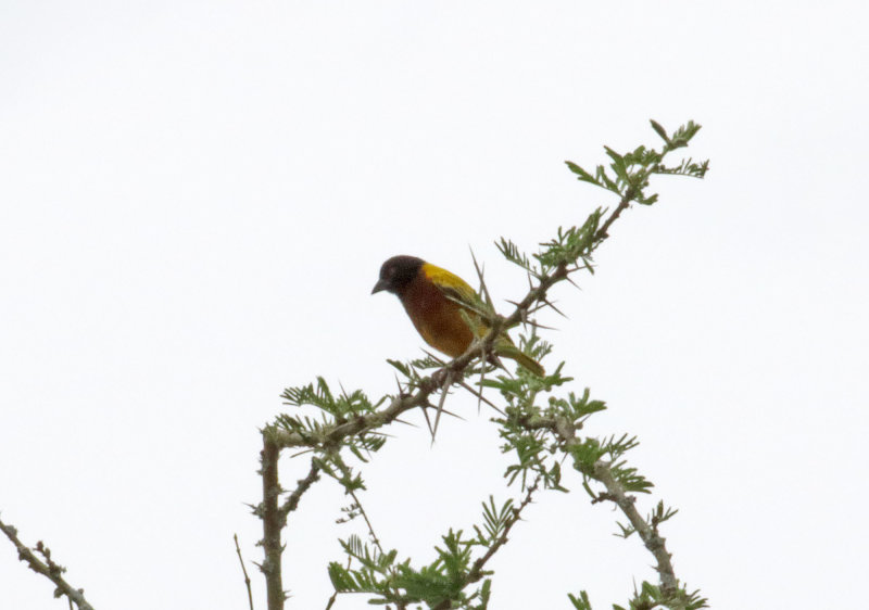 Golden-backed Weaver - male_5297.jpg