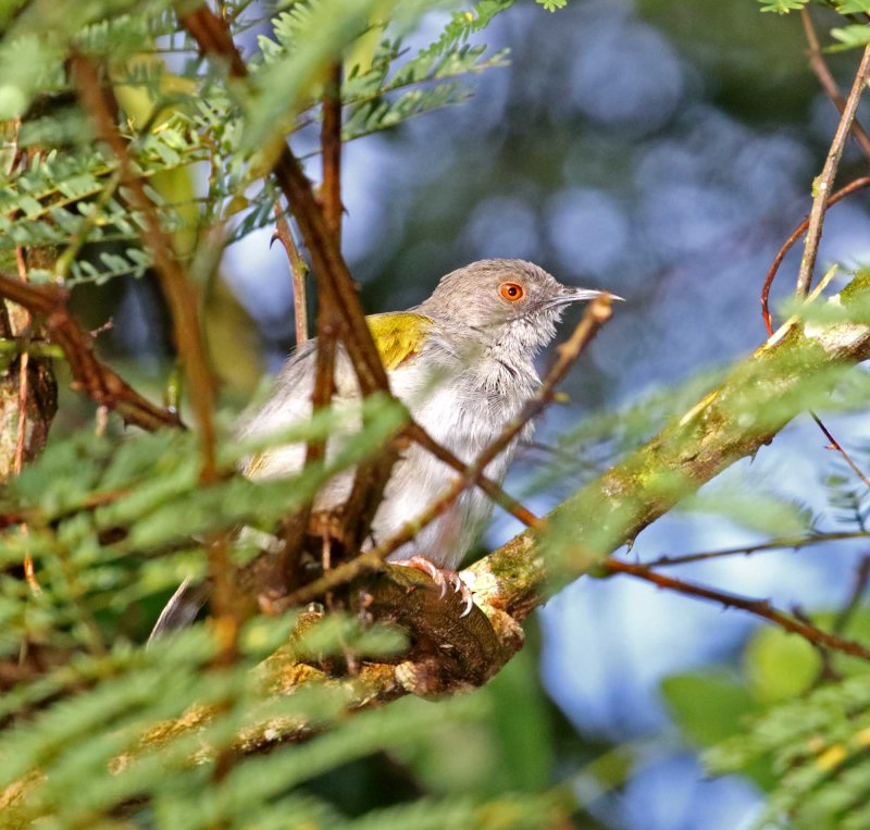Gray-backed Camaroptera_4101.jpg