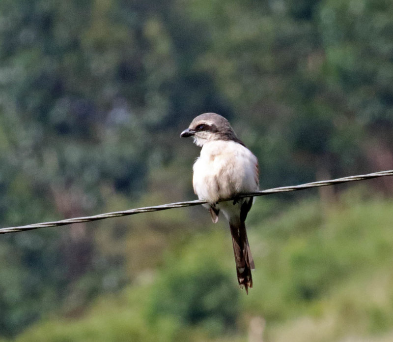 Mackinnons Shrike_4127.jpg