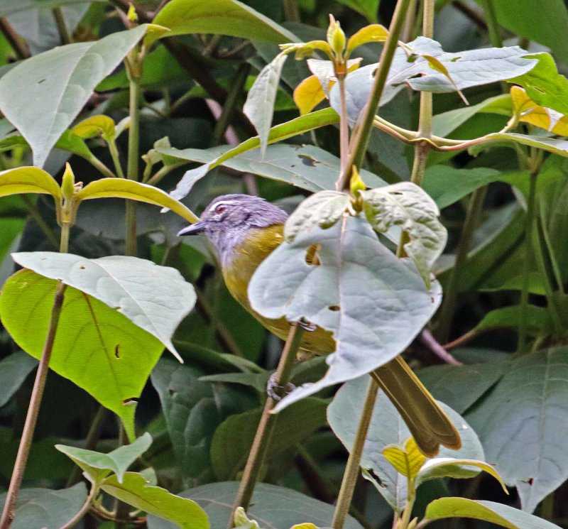 Black-headed Mountain Greenbul_3824.jpg
