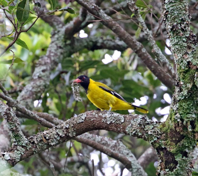 Mountain Oriole_3564.jpg